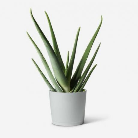 Rastlina Aloe Vera