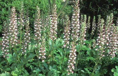 tropické-rastliny-Acanthus-mollis