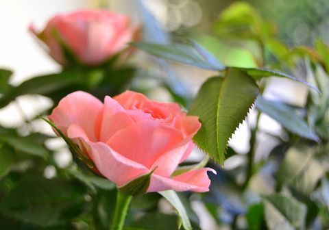 Ružové ruže v kvete