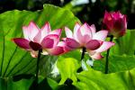 Skutočný význam lotosového kvetu