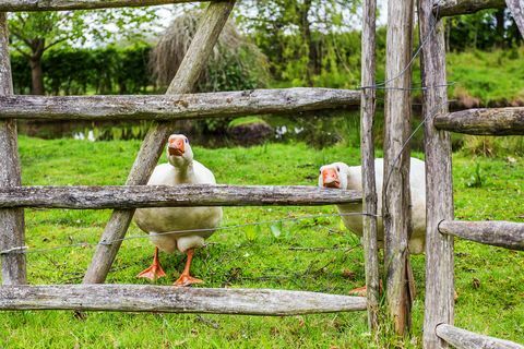 Malebná chata uvedená na zozname II. Triedy, Froggats Cottage, v Surrey, ktorá sa objavila na nedávnej epizóde Útek do krajiny BBC, je teraz na trhu za 1,6 milióna GBP. 