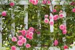 11 Základné tipy na vytvorenie ružovej záhrady