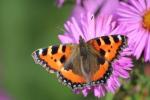 David Attenborough chce, aby sme sa všetci tento rok v lete zúčastnili grófa Big Butterfly Count 2017