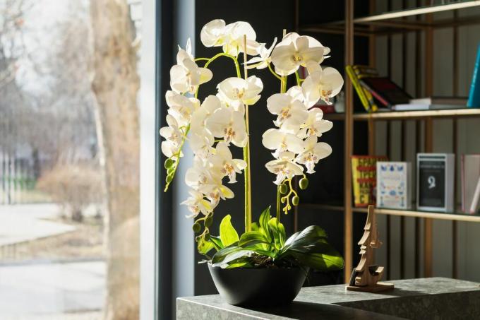 štýlový interiérový dizajn s krásnymi bielymi kvetmi orchideí a knižnicou vedľa okna