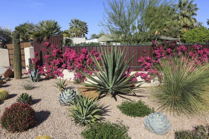 ohromujúca sukulentná a kaktusová záhrada na ochranu vody
