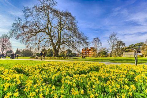 Narcisy na jar v Royal Botanic Gardens Kew