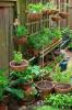 Záhradníctvo na nádoby: Hrnce, materiály pre kontajnery, rastliny, nápady