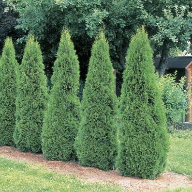 arborvitae stromy