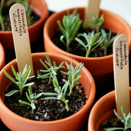 f4t3gp rozmnožovanie levandule lavandula angustifolia hidcote podnos s pripravenými odrezkami