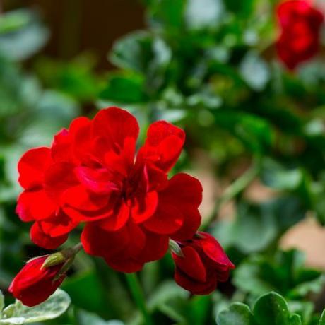 rastlina pelargonium s tmavo červenými kvetmi, prírodná antiseptická rastlina, ktorá čistí vzduch detailné odrezky pelargonium peltatum známe ako kaskádové pelargónie, selektívne zameranie