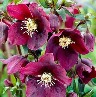 50ks vzácnych kvetín Helleborus orientalis Onyx Odyssey