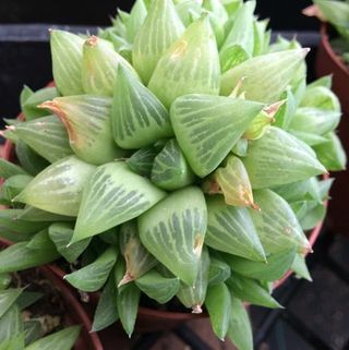 Priesvitné Truncata 