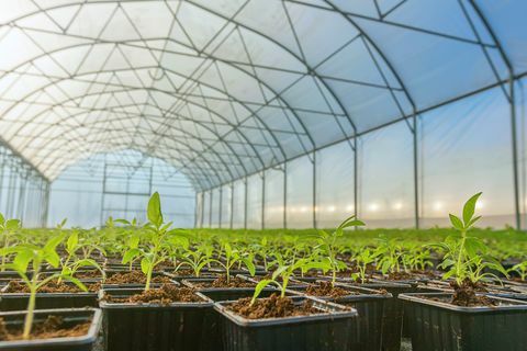 Riadky črepníkových sadeníc v skleníku