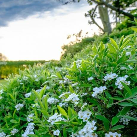 Biely bush nastupujúci na veľký a dobre udržiavaný trávnik a záhradu v Cambridgeshire