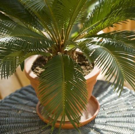 palma cycas