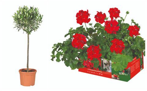 Olivový strom Lidl a Pelargonium peltatum