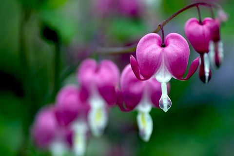 Dicentra spectabilis (krvácajúce srdce)