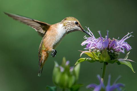 samica širokého chvosta kolibríka, ktorý sa živí niektorými kvetmi monardy