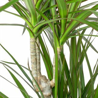 Dracaena marginata s červeným okrajom