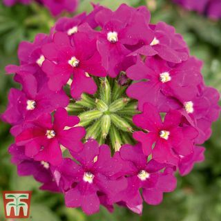 Verbena 'Vectura® Purple'