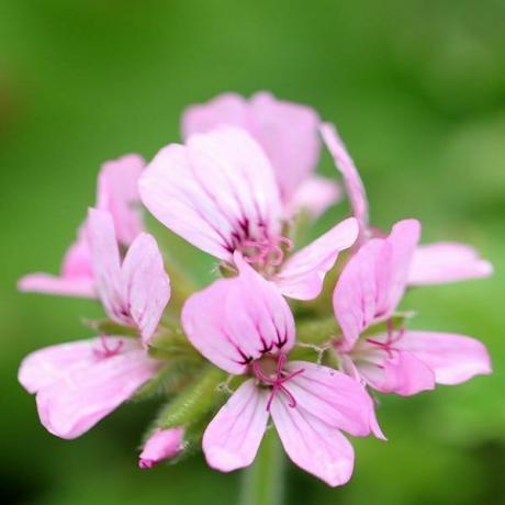 Pelargonium 'Attar of Roses'