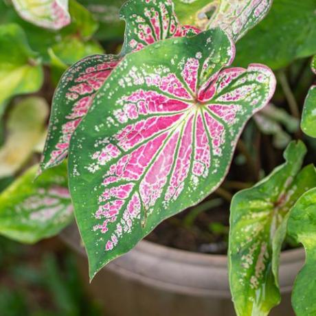 krásny caladium bicolor alebo kráľovná z listnatých rastlín