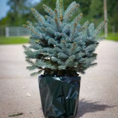 Luxusný čerstvý vianočný stromček – črepník modrý (Picea pungens glauca) – ihneď k odberu