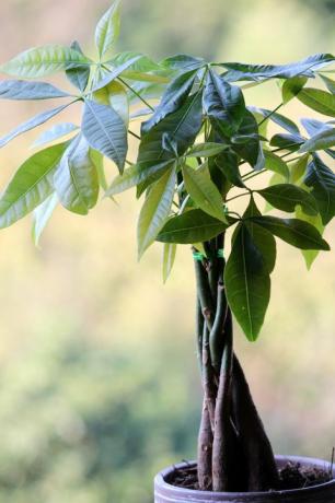 Pachira aquatica alebo Money Tree