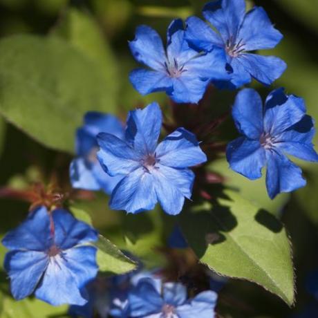 ceratostigma plumbaginoides, otužilec otužilý, jesenná rastlina