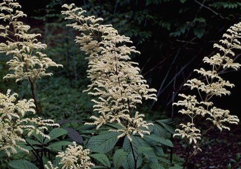 tropické-rastliny-rodgersia-pinnata