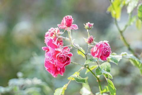 ruže s rime - jinovatka