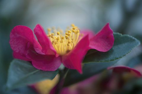 Tmavo ružový kvet kamélie