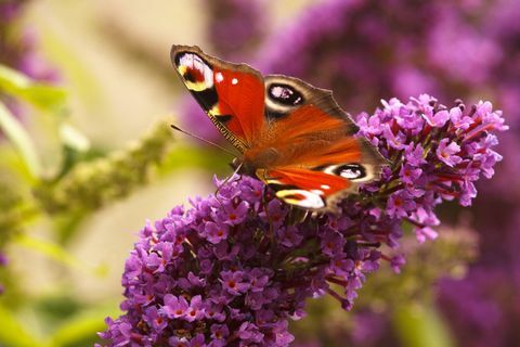 Páv motýľ kŕmenie na Buddleia v mojej záhrade Calver, Peak District National Park, Derbyshire