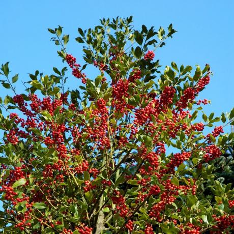 ilex aquifolium cezmína alebo cezmína európska