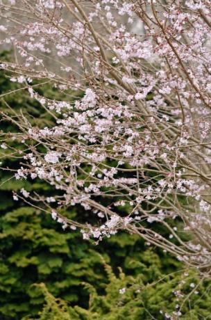 jwwtxc jeseň čerešňa prunus subhirtella 'autumnalis rosea'