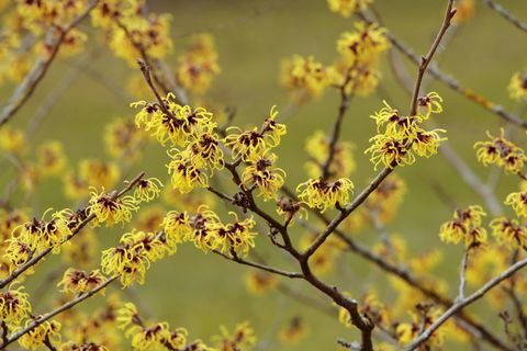 Blooming Witch Hazel -Hamamelis intermedia