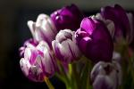 5 najromantickejších kvetín