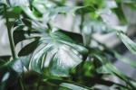 Domové rastliny prevezmú výstavu skleníkových skleníkov vo Wisley Gardens