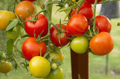 how-to-Grow-paradajky-in-the-skleníka