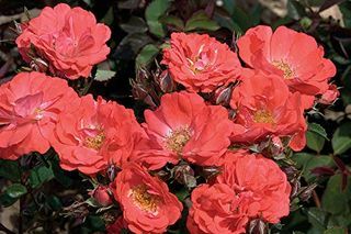 Coral Rose Shrub Rose