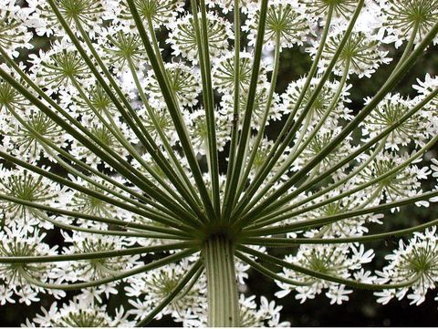 Obrie Hogweed