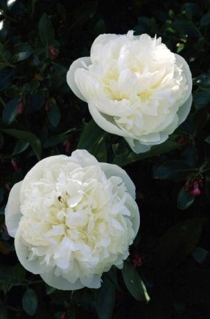 Paeonia lactiflora - duchesse de nemours