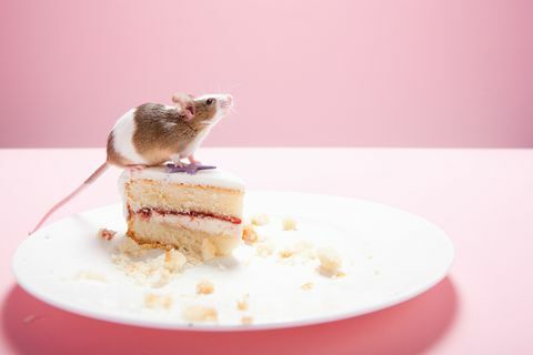 Myš a kúsok tortu na tanieri