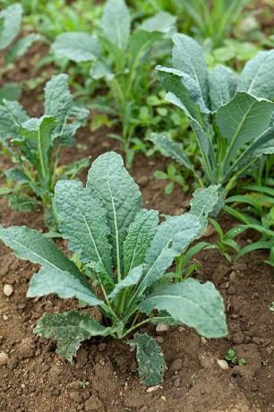 zblízka mladých rastlín rastlín lacinato kale rastúcich na ekologickej farme