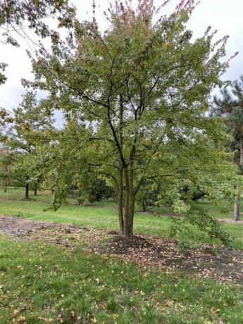 malý záhradný strom, Acer buergerianum