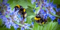 Ako môžeme zachrániť ľudskú rasu pomocou cukru a vody - ušetriť včely