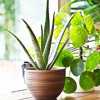 Aloe Vera črepníková izbová rastlina