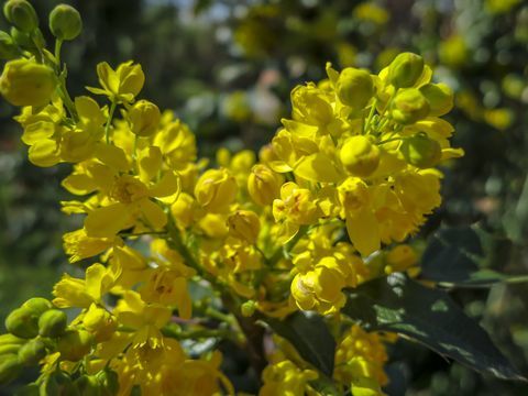 Mäkké zameranie jasne žltá farba jarných kvetov Mahonia Aquifolium proti tmavozelenej rastline. Nádherné prírodné pozadie pre akýkoľvek nápad.