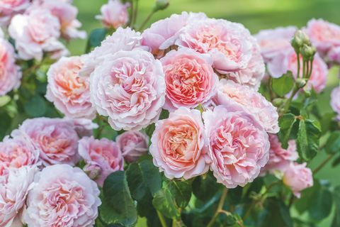 David Austin Roses predstaví na RHS Chelsea Flower Show dve nové odrody anglickej ruže