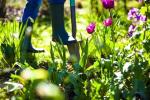 Monty Don: „Záhrada na výživu našich duší“, výstava kvetov Chelsea
